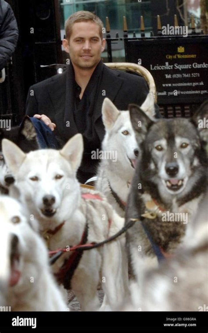 How many dogs survived Eight Below? – Celebrity