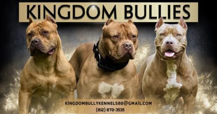 Kingdom Bully Kennels video statistics
