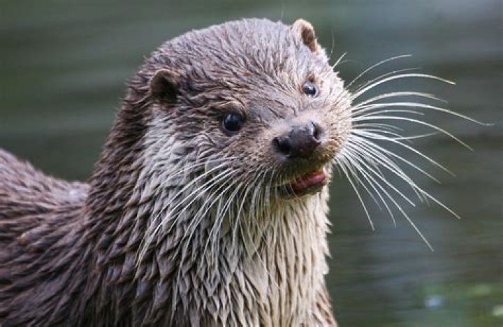 Was Mr. Whiskers a convict? – Celebrity