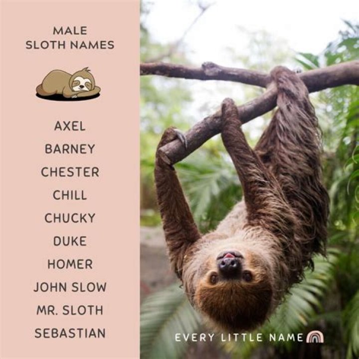 What are good sloth names? – Celebrity