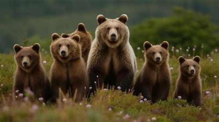 What is a group of bears called? – Celebrity